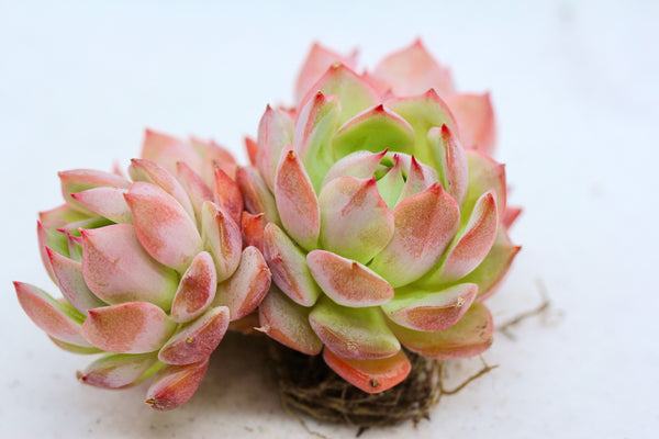 E. Tippy (large cluster)