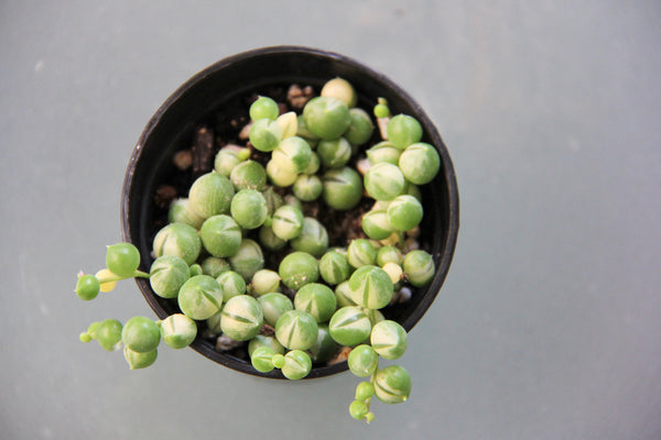 Spring of Pearls (variegate)