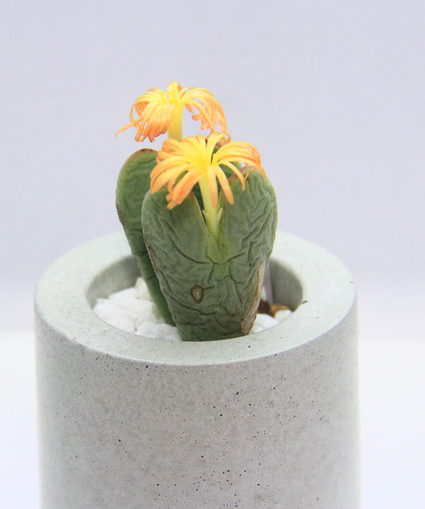 Shot-glass Concrete Planter with rare Succulent