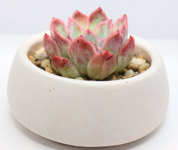 Round Concrete Planter with Korean Succulent.