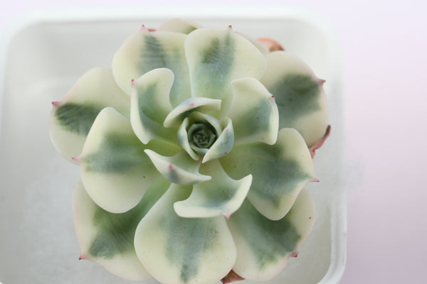 Echeveria Lenore Dean (Variegated)