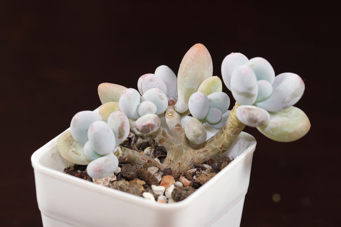 Moonstone
