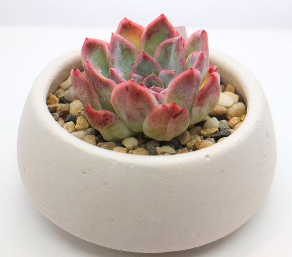 Round Concrete Planter with Korean Succulent.