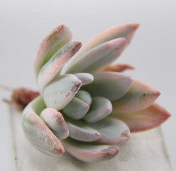 E. Simonoasa (variegata)
