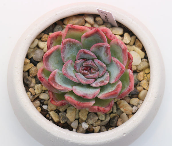 Round Concrete Planter with Korean Succulent.