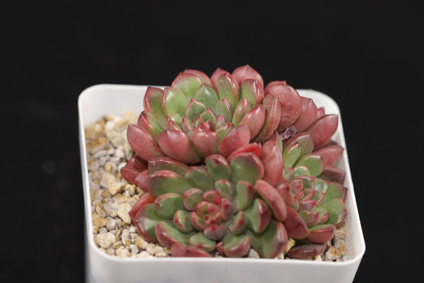 Pink Ruby