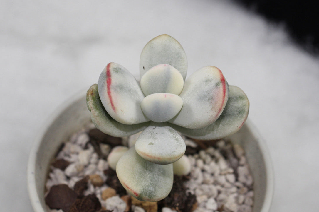 Cotyledon Orbiculata cv Variegated (with two baby branches)
