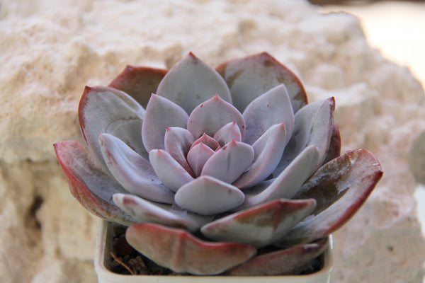 Echeveria Cream Tea (L)