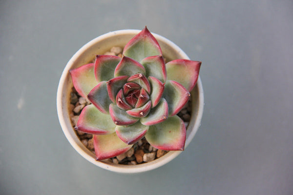 E. Fire Pillar