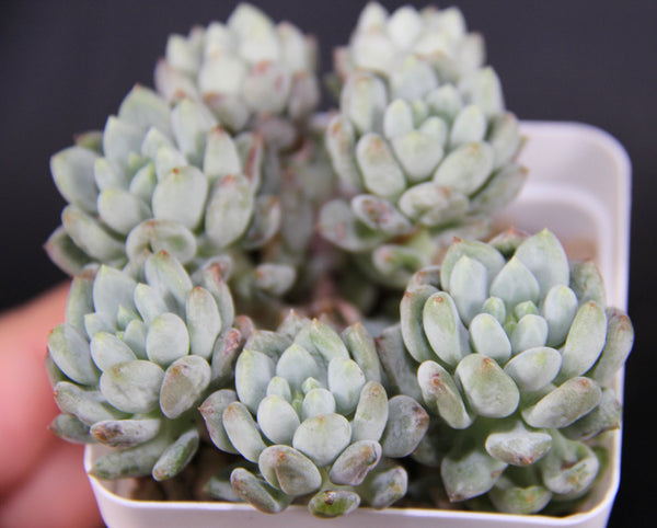 E. Crownball