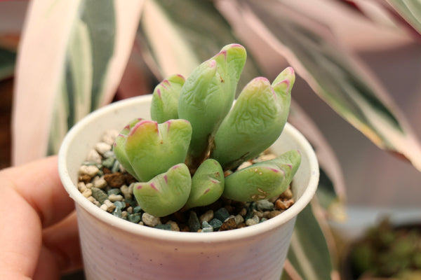 Conophytum Bilobum