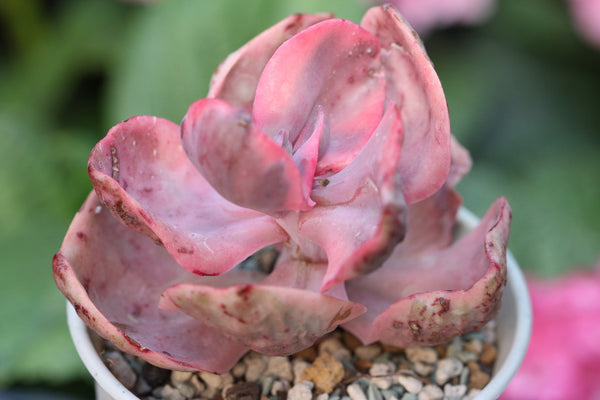 E. Golden State (Variegated)