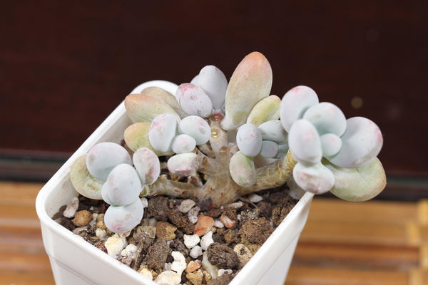 Moonstone