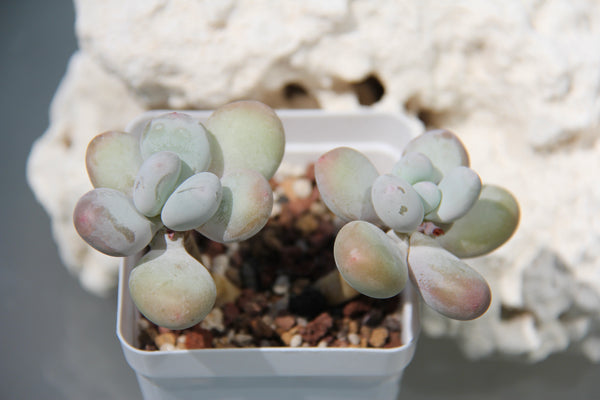 Pachyphytum cv Momobijin
