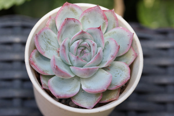 Echeveria Silhouette