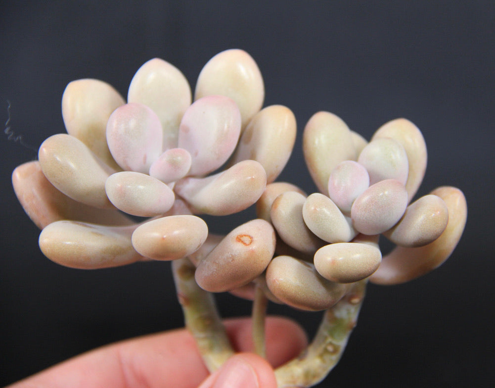 Graptopetalum Amethystinium (purple pebbles)
