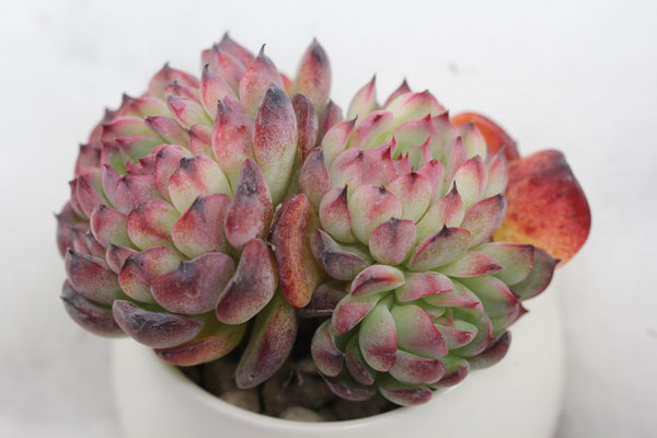 E. Marcel