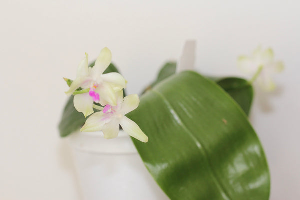 Phal Fimbriata