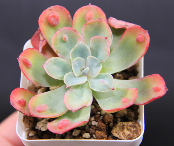 E. Raindrop