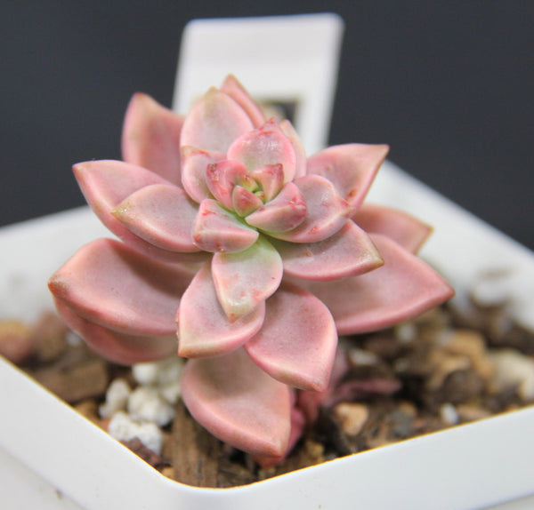 Graptoveria Gilva