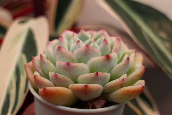 E. Crystal Rose (large)