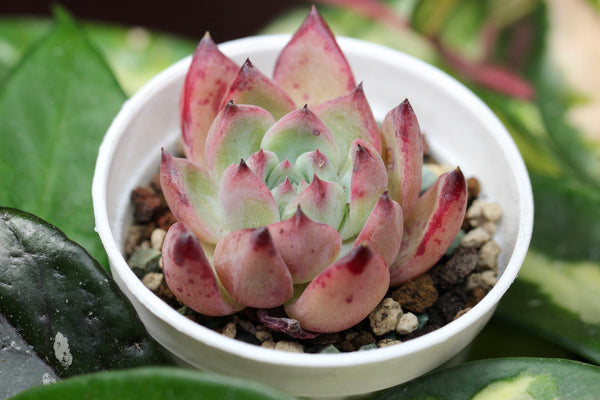 E. Derenceana (lola)