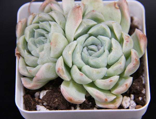 E. Hunghmillus