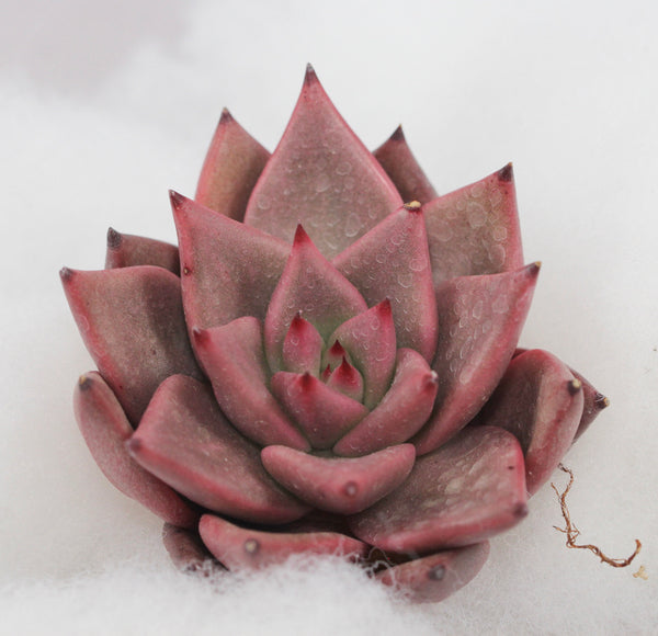 E. agavoides Romeo