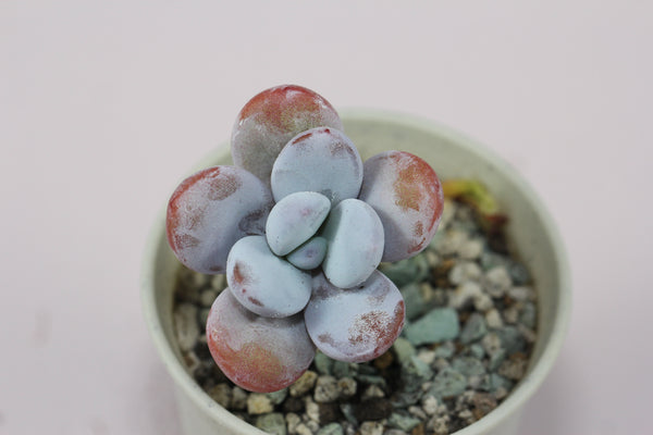 Pachyphtym Cuicatecanum
