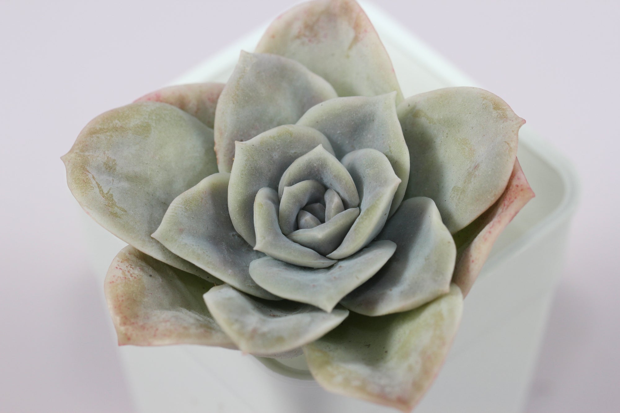 Echeveria Lovely Rose (L)