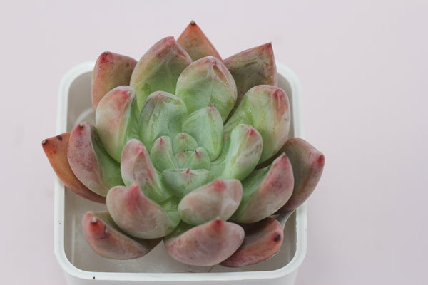 Echeveria Pena