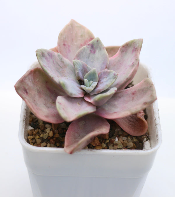 Graptopetalum Bainesii f. variegated