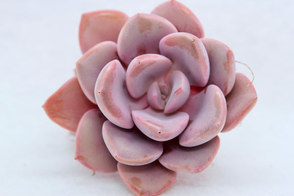 Graptoveria  "Debbie"
