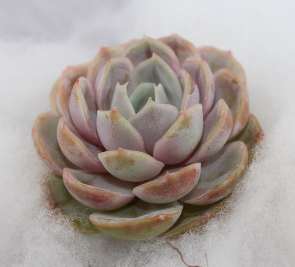E. Blue Surprise