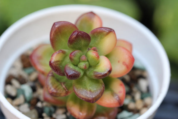 Sedum Lucidum Obesum (var)