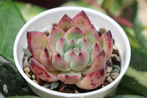 E. Derenceana (lola)