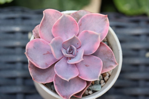 Echeveria Rainbow West