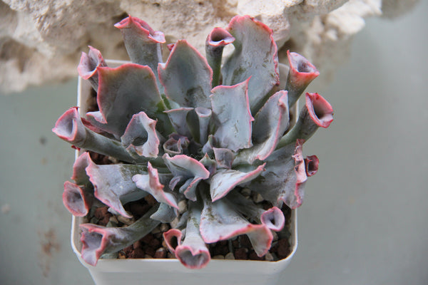 Echeveria Trumpet