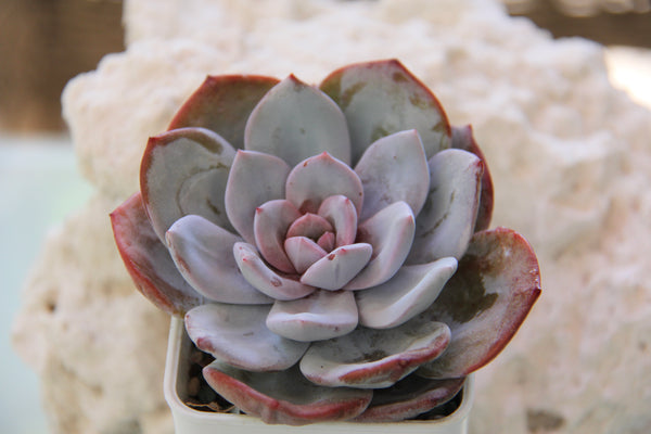 Echeveria Cream Tea (L)