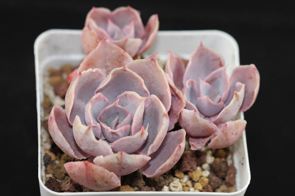 Echeveria cv Pinky (cluster)