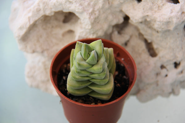 Crassula Moonglow (variegata)