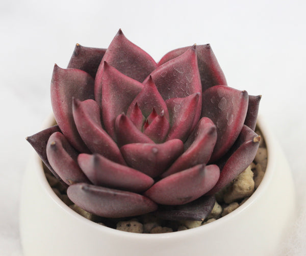 E. agavoides Ebony Red