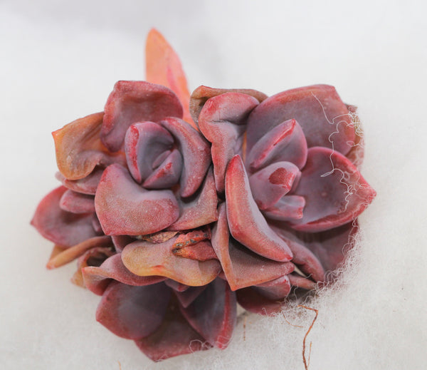 Graptoveria Mr. Richards
