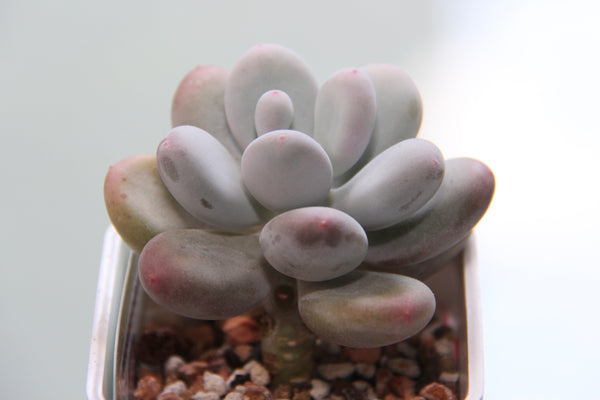 Pachyphytum cv Momobijin