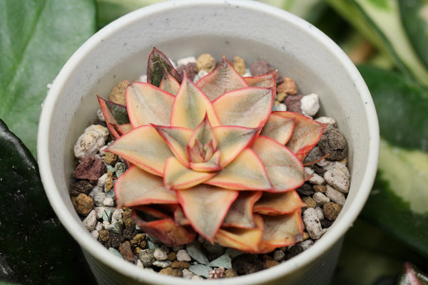 E. Monocerotis