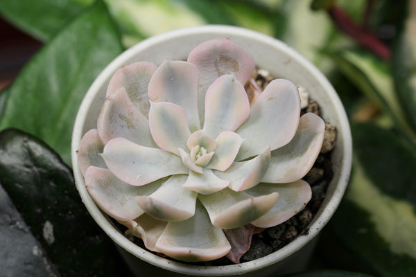 E.Akaihosi