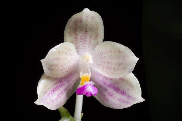 Phal. Javalin