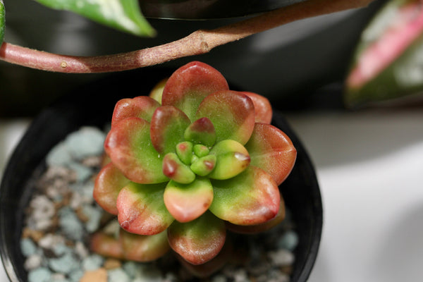 Sedum Lucidum Obesum (var.)