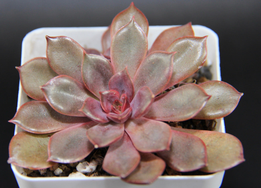 E. Mina