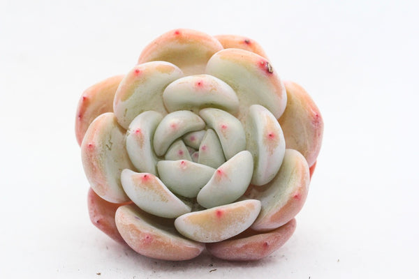 E. Elegan Potosina